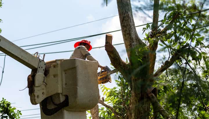 A professional in a bucket truck uses a chainsaw to cut limbs from a Attleboro, MA tree.