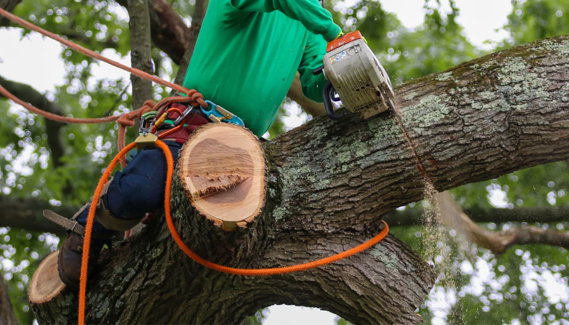 A tree removal expert uses a harness for safety while cutting a tree in a Attleboro, MA yard.