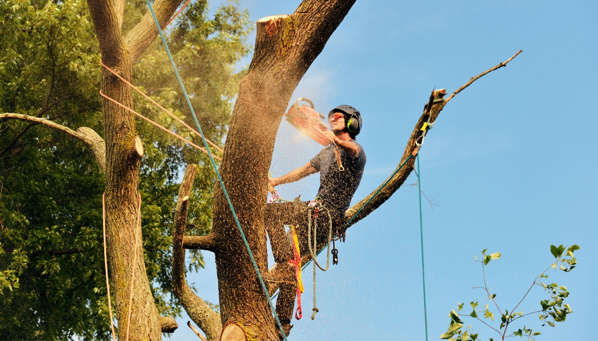An expert tree removal technician cuts the limb off a tree on a Attleboro, MA property.