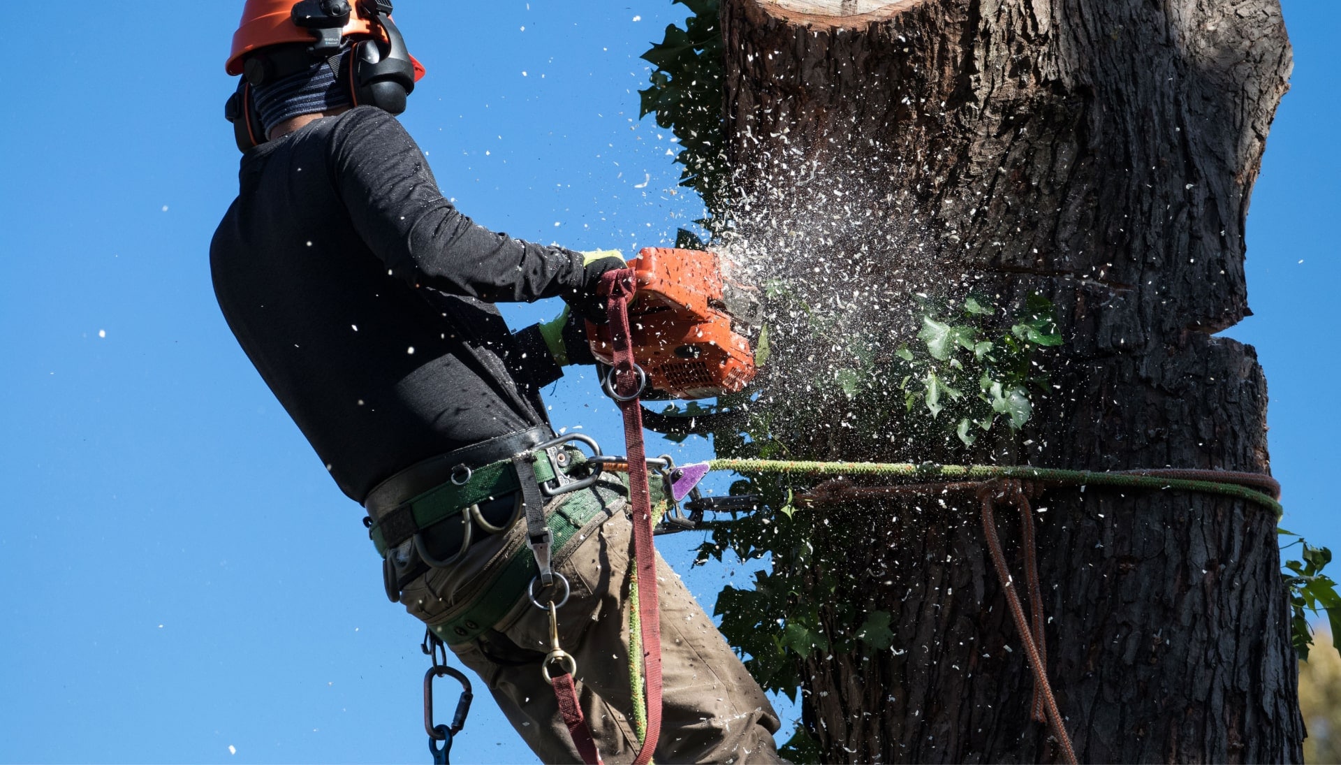 A professional tree removal expert removes a tree trunk from a Attleboro, MA yard.